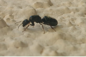 Forte présomption de gyne de profil, [Camponotus aethiops] Formica ?
