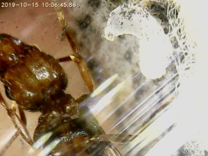 Bottom head+pronotum+foot(hair), [Aphaenogaster subterranea] Myrmicinae sp.