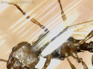 Bottom head+paws+spine, [Aphaenogaster subterranea] Myrmicinae sp.