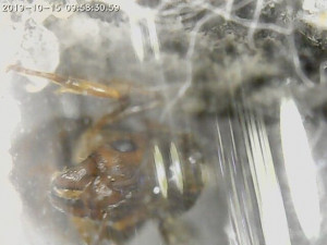 Face head+teeths+clypeus, [Aphaenogaster subterranea] Myrmicinae sp.