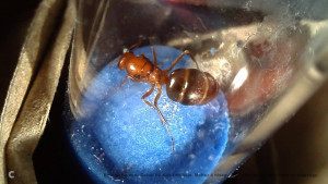 La belle de dos, [Camponotus discolor] Gyne 2 made in USA