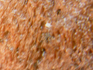 Acarien 1, Acariens terrarium odontomachus