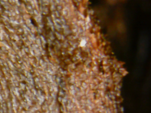 Acarien 2, Acariens terrarium odontomachus