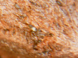 Acarien 3, Acariens terrarium odontomachus