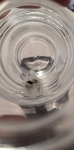 Gyne<br />Gyne, questions sur fourmilière dans un aquarium