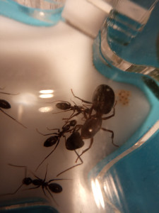 Fondation de Camponotus barbaricus mais ça c'est une autre histoire ;), **Fin** [Blog] Crematogaster scutellaris