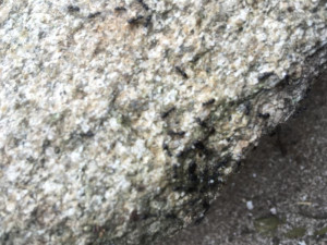 Sous la pierre, [Tapinoma sp.] Petite fourmi dans mon jardin