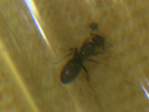 Gros plan 2, [Tapinoma sp.] Petite fourmi dans mon jardin