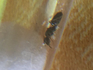 Ça pond déjà en moins de 24h!, [Tapinoma sp.] Petite fourmi dans mon jardin