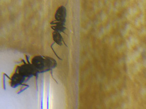 J'ai mis une ouvrière par accident avec une gyne, [Tapinoma sp.] Petite fourmi dans mon jardin