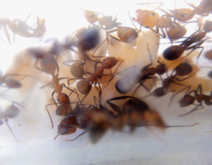 Camponotus nicobarensis, Mes espèces communes et fondations incertaines