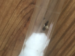 photo en complément, [Tetramorium sp.] Petite fourmi noire trouvée dans mon jardin