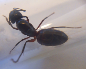 Camponotus ligniperda, Mes espèces communes et fondations incertaines