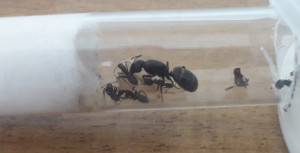 C. vagus F2, Camponotus vagus, évolution du couvain