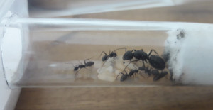 C. vagus F3, Camponotus vagus, évolution du couvain