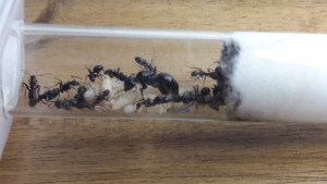 Colonie n°1 C. vagus, Camponotus vagus, évolution du couvain
