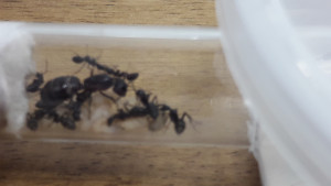 Colonie n°2 C. vagus, Camponotus vagus, évolution du couvain
