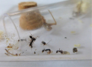 Esclaves Tetramorium sp. ramenant des larves dans le tube., [Blog] Strongylognathus huberi : l'esclavagiste méconnue