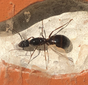 Zoom gyne, [Camponotus sp.] Demande identification gyne espagnole de grande taille