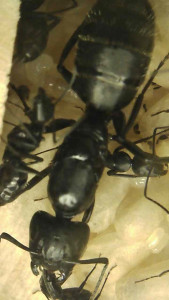 trophallaxie ?, Camponotus vagus, évolution du couvain