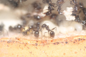 Un gros plan sur le pain à fourmis, Les Messor barbarus de DreeZ