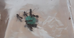 Fondation C. vagus n°1 à table., Camponotus vagus, évolution du couvain