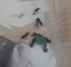 Fondation C. vagus n°2 à table., Camponotus vagus, évolution du couvain