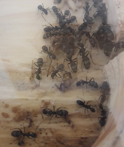 Fondation C. vagus n°1, Camponotus vagus, évolution du couvain