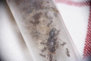 Lasius emarginatus en tube, [Blog] Lasius niger - Niubert-> Leveto