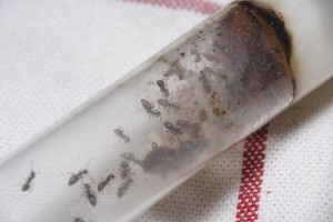 Lasius emarginatus en tube, [Blog] Lasius niger - Niubert-> Leveto